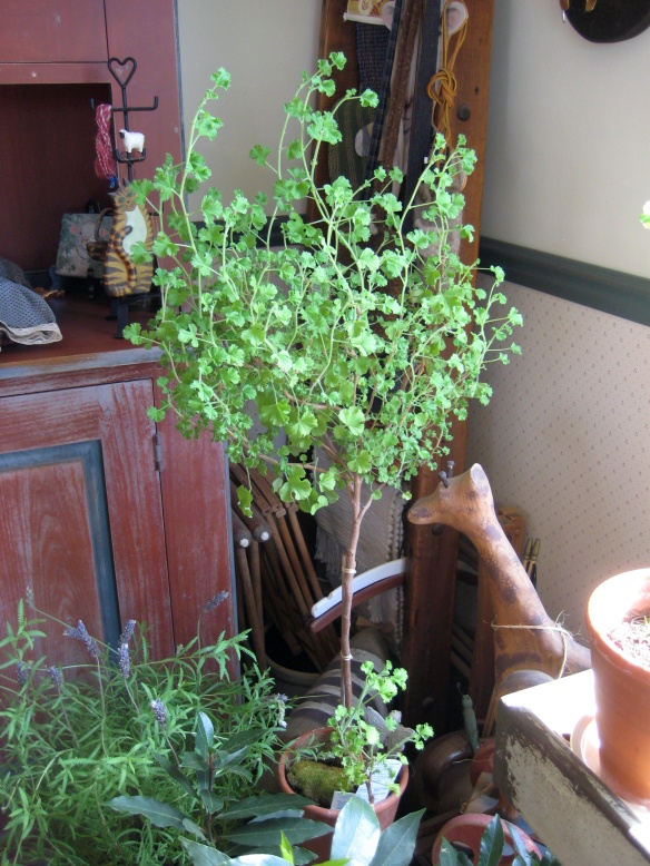 Lemon-Scented Geranium Topiary